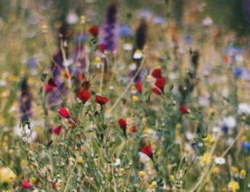 Wat is biologisch tuinieren?